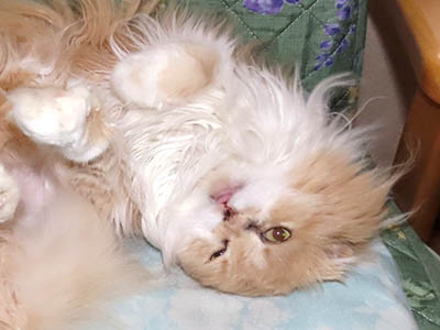 占い メール鑑定 ミーコ