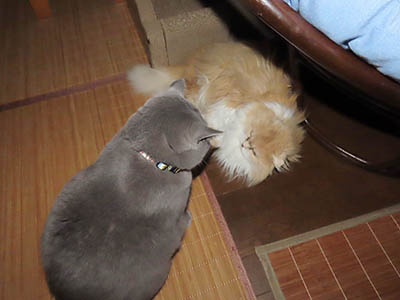 占い メール鑑定 ミーコ