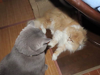 占い メール鑑定 ミーコ