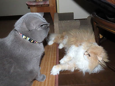 占い メール鑑定 ミーコ