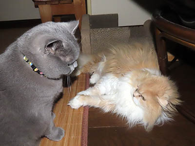 占い メール鑑定 ミーコ