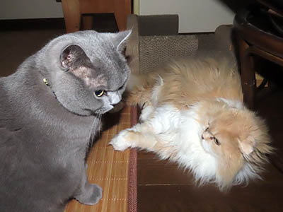 占い メール鑑定 ミーコ