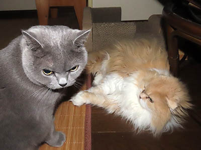 占い メール鑑定 ミーコ