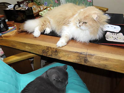 占い メール鑑定 ミーコ