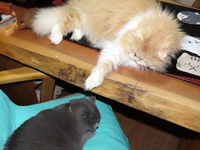 占い メール鑑定 ミーコ