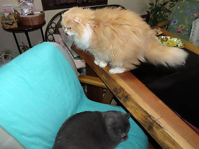 占い メール鑑定 ミーコ