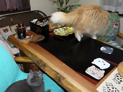 占い メール鑑定 ミーコ