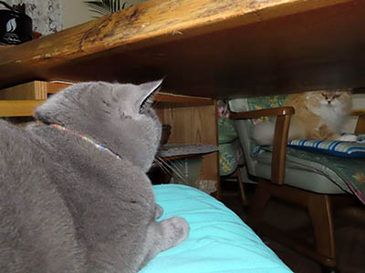 占い メール鑑定 ミーコ