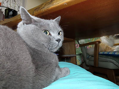 占い メール鑑定 ミーコ