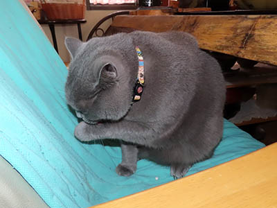 占い メール鑑定 ミーコ