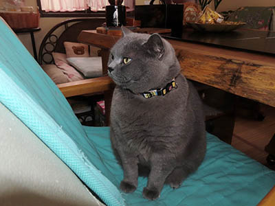 占い メール鑑定 ミーコ