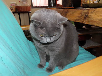 占い メール鑑定 ミーコ