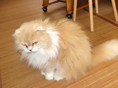 占い メール鑑定 ミーコ