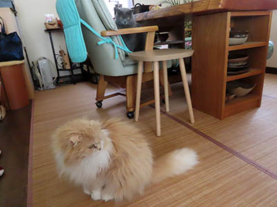 占い メール鑑定 ミーコ