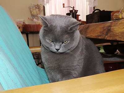 占い メール鑑定 ミーコ