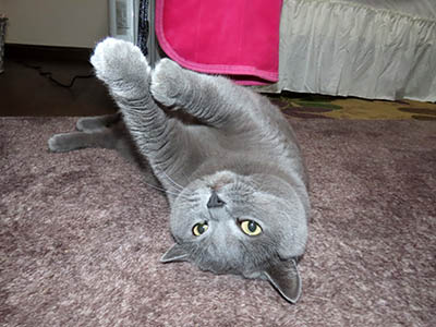 占い メール鑑定 ミーコ