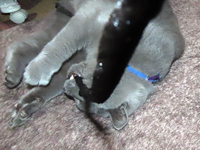 占い メール鑑定 ミーコ