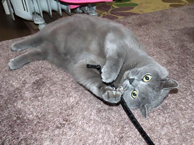 占い メール鑑定 ミーコ