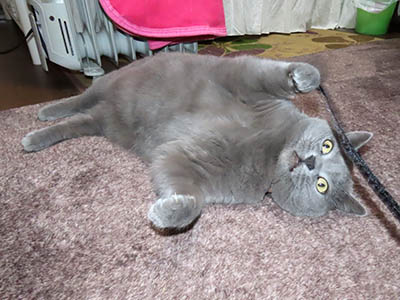 占い メール鑑定 ミーコ