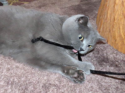 占い メール鑑定 ミーコ