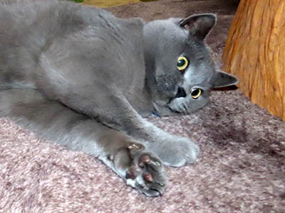 占い メール鑑定 ミーコ