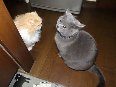 占い メール鑑定 ミーコ