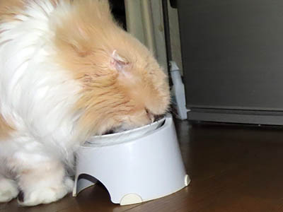 占い メール鑑定 ミーコ