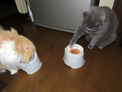 占い メール鑑定 ミーコ