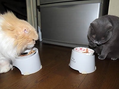 占い メール鑑定 ミーコ