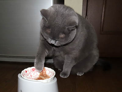 占い メール鑑定 ミーコ