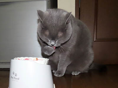 占い メール鑑定 ミーコ