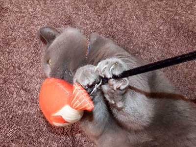 �肢�@���[���Ӓ�@�~�[�R