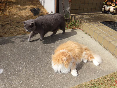 �肢�@���[���Ӓ�@�~�[�R