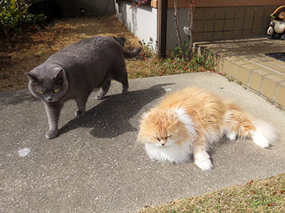 �肢�@���[���Ӓ�@�~�[�R