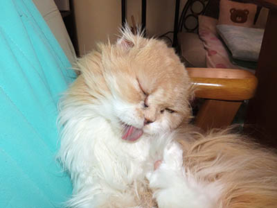 �肢�@���[���Ӓ�@�~�[�R