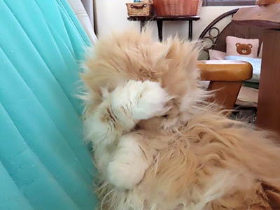 �肢�@���[���Ӓ�@�~�[�R