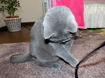 �肢�@���[���Ӓ�@�~�[�R