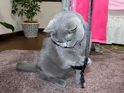 �肢�@���[���Ӓ�@�~�[�R