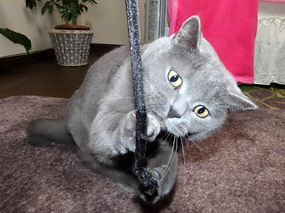 �肢�@���[���Ӓ�@�~�[�R