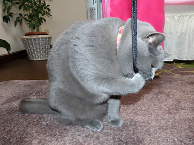 �肢�@���[���Ӓ�@�~�[�R