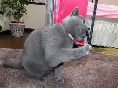 �肢�@���[���Ӓ�@�~�[�R