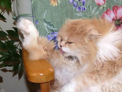 �肢�@���[���Ӓ�@�~�[�R