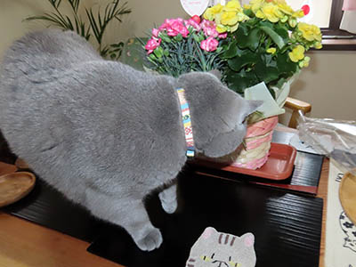 �肢�@���[���Ӓ�@�~�[�R