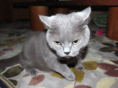 �肢�@���[���Ӓ�@�~�[�R