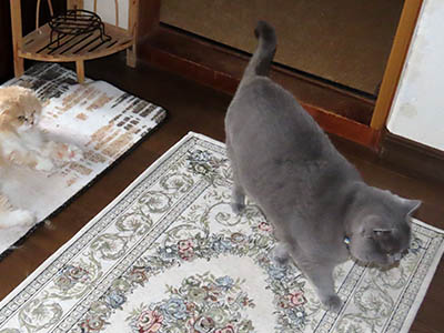 �肢�@���[���Ӓ�@�~�[�R
