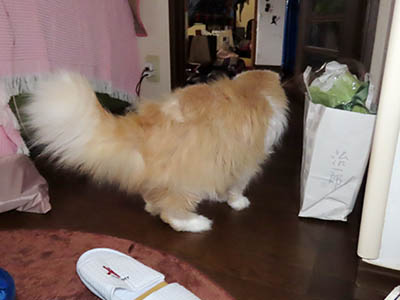 �肢�@���[���Ӓ�@�~�[�R