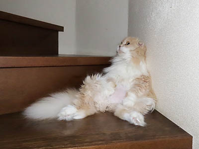 �肢�@���[���Ӓ�@�~�[�R
