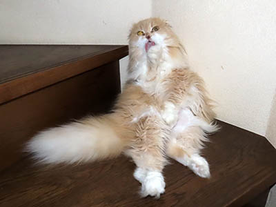 �肢�@���[���Ӓ�@�~�[�R