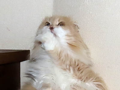 �肢�@���[���Ӓ�@�~�[�R