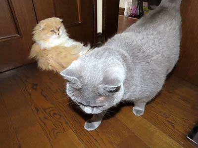 �肢�@���[���Ӓ�@�~�[�R
